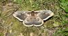 Saturnia pyri